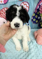 Bernie’s Bl/Wh/Tan Parti Boy, a male Miniature Bernedoodle for sale in Eatonton, GA – 3 of 9