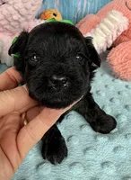 Jellybean’s Black Boy, a male Maltipoo for sale in Eatonton, GA – 7 of 9