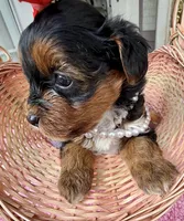 Trixie’s Tiny  Black/Tan Girl, a female Yorkipoo for sale in Eatonton, GA – Photo 5 of 10