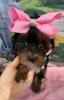 Trixie’s Teacup Black/Tan Girl, a female Yorkipoo for sale in Eatonton, GA – Photo 4 of 8