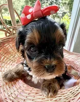 Trixie’s Tiny  Black/Tan Girl, a female Yorkipoo for sale in Eatonton, GA – Photo 3 of 10