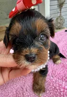 Trixie’s Tiny  Black/Tan Girl, a female Yorkipoo for sale in Eatonton, GA – Photo 2 of 10