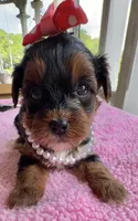 Trixie’s Tiny  Black/Tan Girl, a female Yorkipoo for sale in Eatonton, GA – Photo 4 of 10