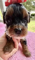 Trixie’s Tiny  Black/Tan Girl, a female Yorkipoo for sale in Eatonton, GA – Photo 7 of 10