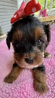 Trixie’s Tiny  Black/Tan Girl, a female Yorkipoo for sale in Eatonton, GA – Photo 6 of 10