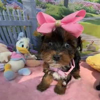 Trixie’s Teacup Black/Tan Girl, a female Yorkipoo for sale in Eatonton, GA – Photo 2 of 8