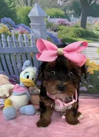 Trixie’s Teacup Black/Tan Girl, a female Yorkipoo for sale in Eatonton, GA – Photo 3 of 8