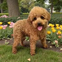 Trixie’s Tiny  Black/Tan Girl, a female Yorkipoo for sale in Eatonton, GA – Photo 10 of 10