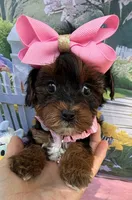 Trixie’s Teacup Black/Tan Girl, a female Yorkipoo for sale in Eatonton, GA – Photo 1 of 8