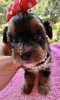 Trixie’s Tiny  Black/Tan Girl, a female Yorkipoo for sale in Eatonton, GA – Photo 1 of 10