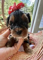 Trixie’s Tiny  Black/Tan Girl, a female Yorkipoo for sale in Eatonton, GA – Photo 8 of 10