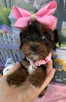 Trixie’s Teacup Black/Tan Girl, a female Yorkipoo for sale in Eatonton, GA – Photo 5 of 8