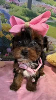 Trixie’s Teacup Black/Tan Girl, a female Yorkipoo for sale in Eatonton, GA – Photo 6 of 8