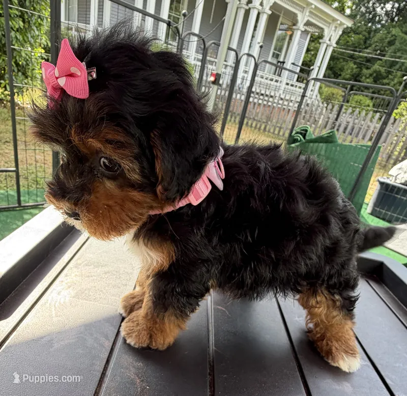 Trixie’s Teacup Black/Tan Girl – Yorkipoo puppy for sale in Eatonton, GA