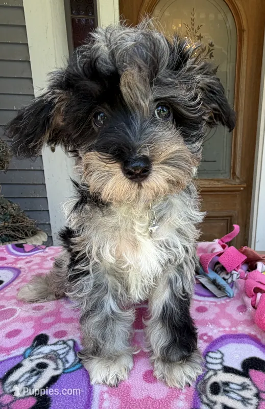Trendy’s Tiny Blue Boy – Schnoodle puppy for sale in Eatonton, GA