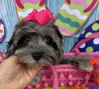 Trendy’s Tiny  Pink Girl Blue eye, a female Schnoodle for sale in Eatonton, GA – 2 of 6