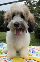 Niko, a male Cavapoo for sale in Eatonton, GA – 4 of 5