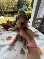 Shirley’s Green Girl, a female Miniature Goldendoodle for sale in Eatonton, GA – 2 of 5