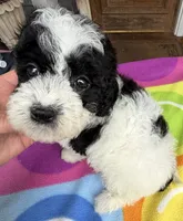 Hailey’s Orange Boy, a male Cavapoo for sale in Eatonton, GA – 6 of 10