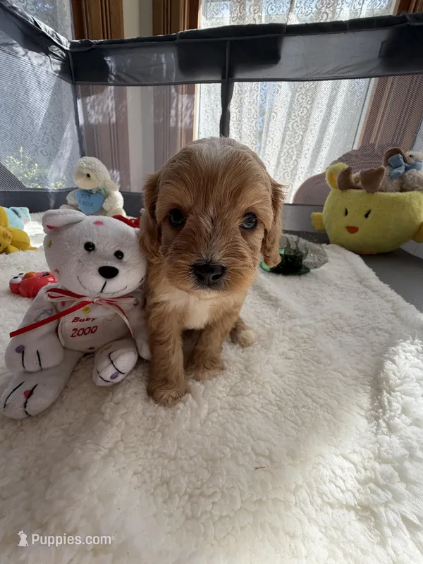 Autumn’s White Boy w/ Video – Cavapoo puppy for sale in Eatonton, GA