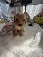 Autumn’s White Boy w/ Video, a male Cavapoo for sale in Eatonton, GA – Photo 6 of 8