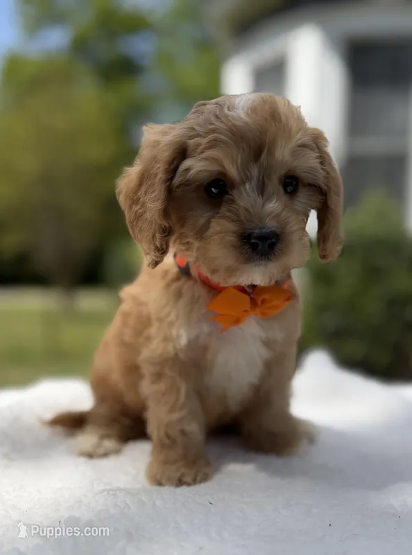 Autumn’s Orange Boy w/ Video – Cavapoo puppy for sale in Eatonton, GA
