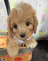 Autumn’s Orange Boy w/ Video, a male Cavapoo for sale in Eatonton, GA – Photo 2 of 6