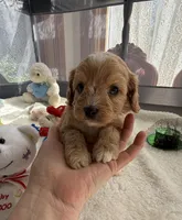 Autumn’s White Boy w/ Video, a male Cavapoo for sale in Eatonton, GA – Photo 4 of 8