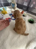 Autumn’s White Boy w/ Video, a male Cavapoo for sale in Eatonton, GA – Photo 5 of 8