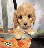 Autumn’s Orange Boy w/ Video, a male Cavapoo for sale in Eatonton, GA – Photo 3 of 6