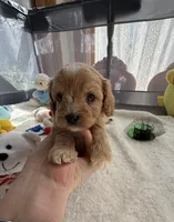 Autumn’s White Boy w/ Video, a male Cavapoo for sale in Eatonton, GA – Photo 7 of 8