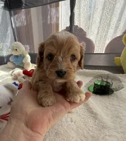 Autumn’s White Boy w/ Video, a male Cavapoo for sale in Eatonton, GA – Photo 2 of 8