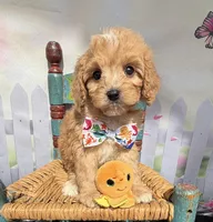 Autumn’s Orange Boy w/ Video, a male Cavapoo for sale in Eatonton, GA – Photo 4 of 6