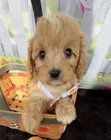 Autumn’s Orange Boy w/ Video, a male Cavapoo for sale in Eatonton, GA – Photo 5 of 6