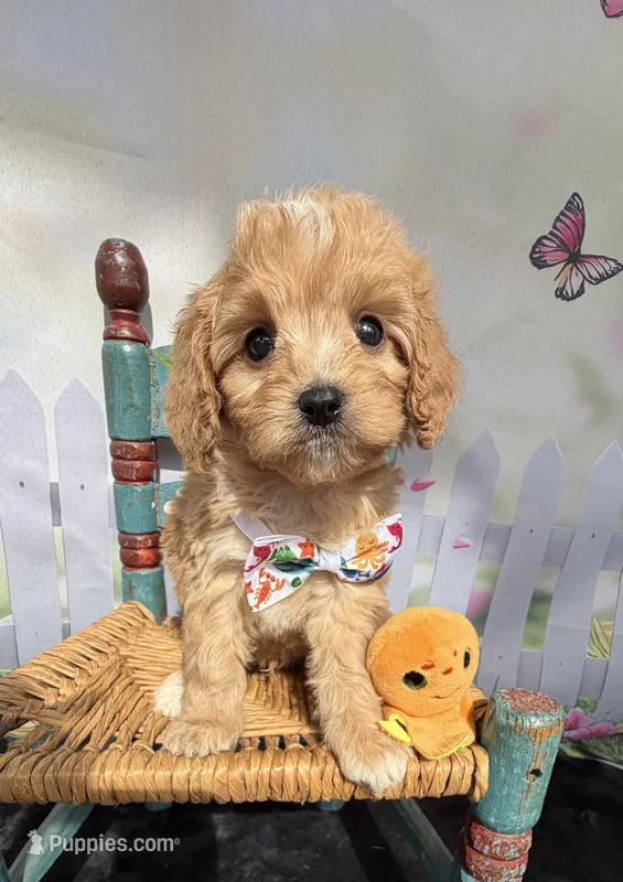 Autumn’s Orange Boy w/ Video – Cavapoo puppy for sale in Eatonton, GA
