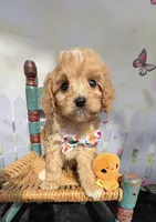 Autumn’s Orange Boy w/ Video, a male Cavapoo for sale in Eatonton, GA – Photo 1 of 6