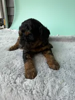 Gabby’s Phantom Boy, a female Miniature Bernedoodle for sale in Eatonton, GA – Photo 7 of 9