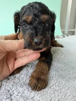 Gabby’s Phantom Boy, a female Miniature Bernedoodle for sale in Eatonton, GA – Photo 5 of 9