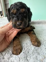 Gabby’s Phantom Boy, a female Miniature Bernedoodle for sale in Eatonton, GA – Photo 8 of 9