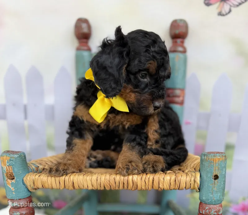 Gabby’s Phantom Boy – Miniature Bernedoodle puppy for sale in Eatonton, GA