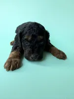 Gabby’s Phantom Boy, a female Miniature Bernedoodle for sale in Eatonton, GA – Photo 4 of 9
