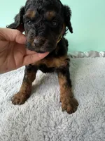 Gabby’s Phantom Boy, a female Miniature Bernedoodle for sale in Eatonton, GA – Photo 3 of 9