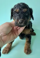 Gabby’s Phantom Boy, a female Miniature Bernedoodle for sale in Eatonton, GA – Photo 2 of 9