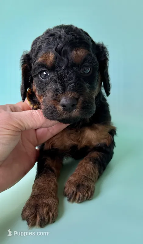 Gabby’s Phantom Boy – Miniature Bernedoodle puppy for sale in Eatonton, GA