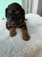 Gabby’s Phantom Boy, a female Miniature Bernedoodle for sale in Eatonton, GA – Photo 6 of 9