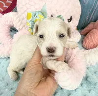 Jellybean’s Apricot/White Boy, a male Maltipoo for sale in Eatonton, GA – 3 of 8