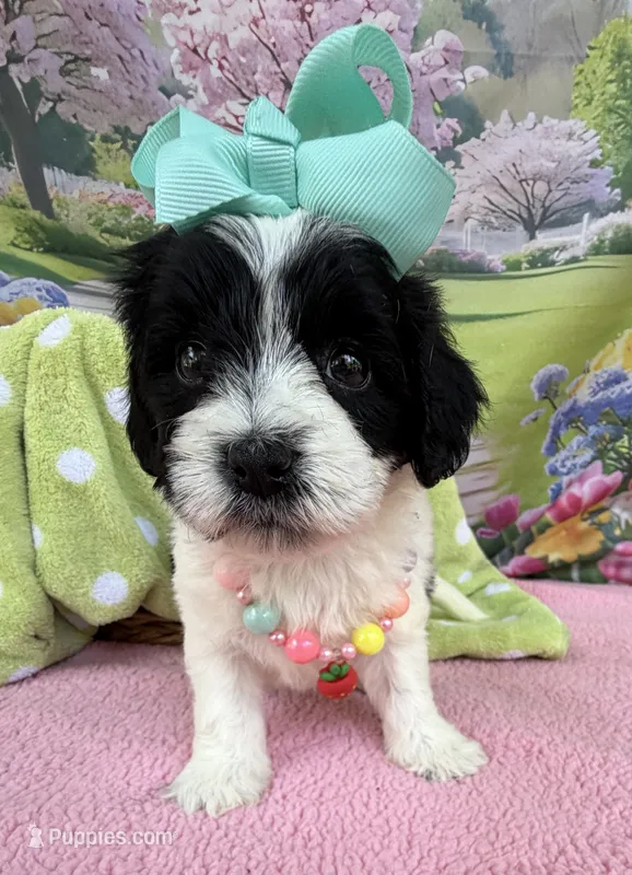 Jellybean’s Bl/Wh Parti – Maltipoo puppy for sale in Eatonton, GA