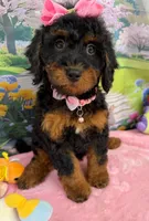 Gabby’s Black/Tan Pink Girl, a female Miniature Bernedoodle for sale in Eatonton, GA – Photo 4 of 10