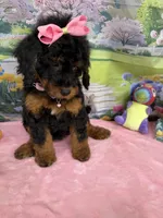 Gabby’s Black/Tan Pink Girl, a female Miniature Bernedoodle for sale in Eatonton, GA – Photo 9 of 10