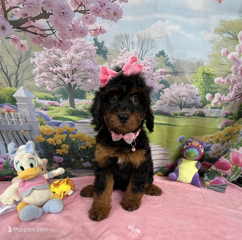 Gabby’s Black/Tan Pink Girl – Miniature Bernedoodle puppy for sale in Eatonton, GA